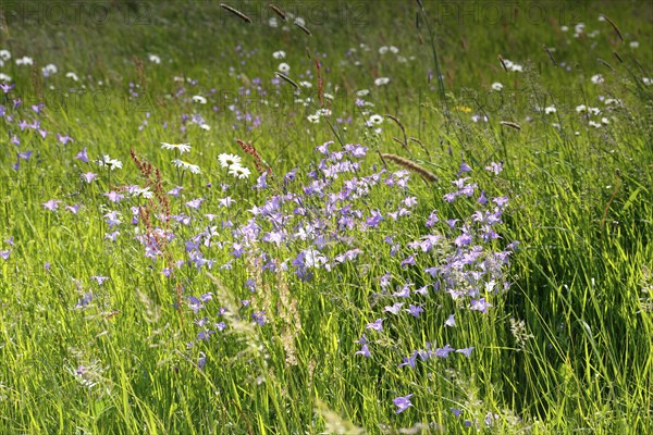 Meadows in spring with buttercups, campion and bluebells, flowering floodplain meadows in spring,