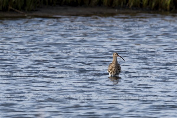 Eurasian curlew (Numenius arquata) in the Wadden Sea, Mandø Island, Syddanmark, Denmark, Europe