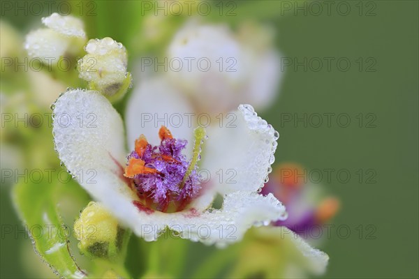 Austrian mullein (Verbascum chaixii), Scrophulariaceae, Egesheim, Upper Danube nature park Park,