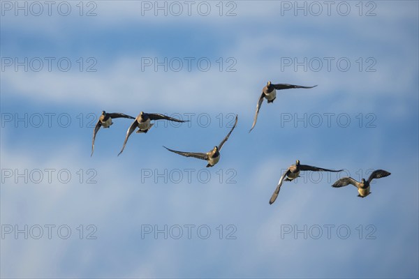 Eurasian Wigeon (Mareca penelope), birds in flight over Marshes at winter time