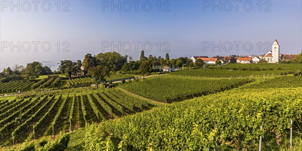 Vineyards in Hagnau am Bodensee, Baden-Württemberg, Germany, Europe
