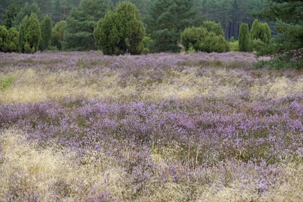 Heath landscape, typical vegetation, flowering common heather (Calluna Vulgaris) between true grass