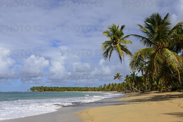 A lonely beach with coconut palms under a slightly cloudy sky near a calm sea, Limon beach, El