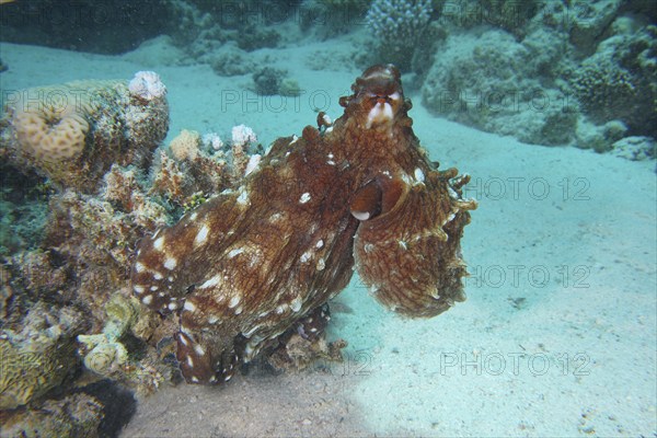 Great Blue Octopus (Octopus cyaneus), Dive Site House Reef, Mangrove Bay, El Quesir, Red Sea,