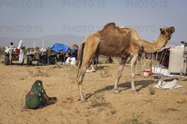 PUSHKAR, INDIA, NOVEMBER 20, 2012: Indian woman collecting camel camel dung for fire fuel at