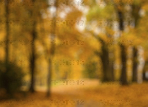 Defocused blurred autum background, valley in fall with yellow tree leaves
