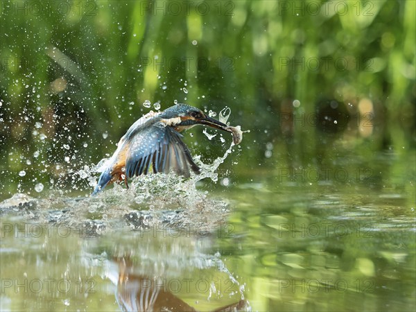 Common kingfisher (Alcedo atthis) fishing kingfisher flies up out of the water after hunting with