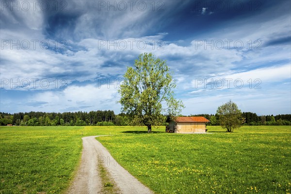 Parstoral European scene, rural road in summer meadow, tree and wooden shed. Bavaria, Germany,