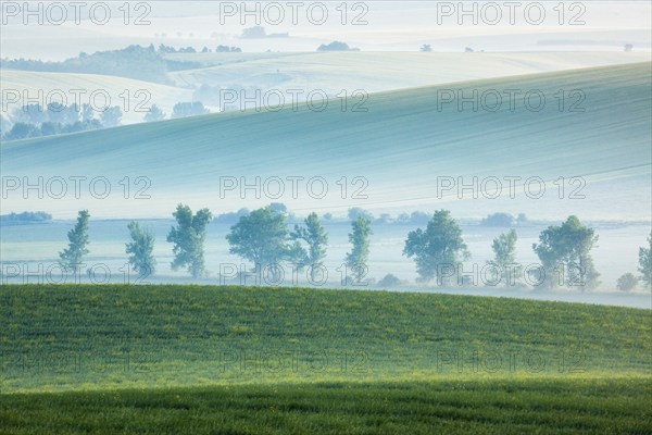 Moravian rolling landscape with row of trees in early morning haze. Moravia, Czech Republic, Europe