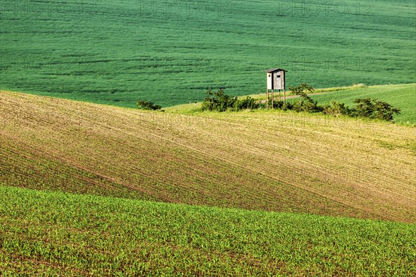 Rural Europe background, Moravian rolling landscape with hunting tower shack on sunset. Moravia,