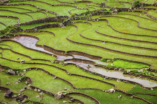 Rice field terraces (rice paddy fields) . Ta Van Village, Muong Hoa valley, popular tourist