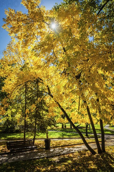 Autumn colors, fall in park with yellow leaves foliage trees