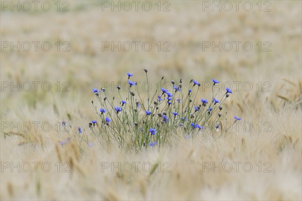 Grain field with cornflowers (Centaurea cyanus), North Rhine-Westphalia, Germany, Europe