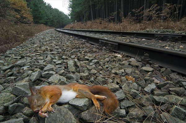 Squirrel, Squirrel cat, Rodents, Mammals, Animals, Eurasian red eurasian red squirrel (Sciurus