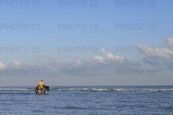 Horse fishermen catching Brown shrimp (Crangon crangon), Koksijde, North Sea coast, province of