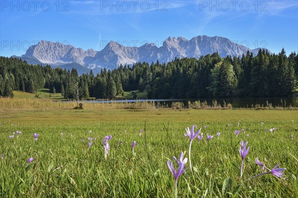 Flowers of the autumn fireweed (Colchicum autumnale) on a mountain meadow at Geroldsee in