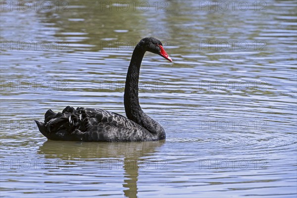 Black swan (Cygnus atratus) swimming in lake