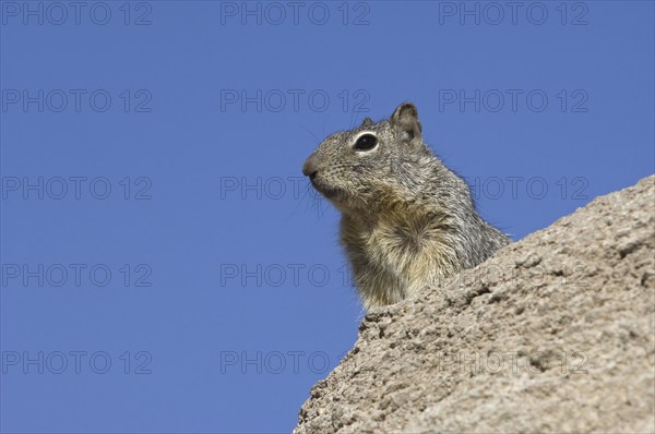 Rock squirrel (Spermophilus variegatus) in the Sonoran desert, Organ Pipe Cactus National Monument,