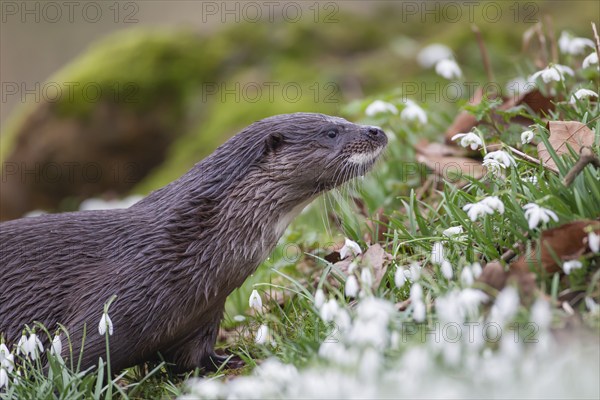 European otter (Lutra lutra) adult animal on a river bank with flowering Snowdops, Norfolk,