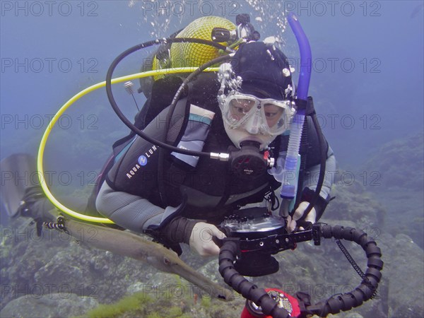 Diver with camera looking at atlantic cornetfish (Aulostomus strigosus), dive site Puerto Naos, La