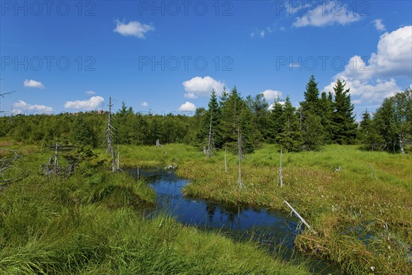Zinnwald-Georgenfeld raised bog in the Ore Mountains