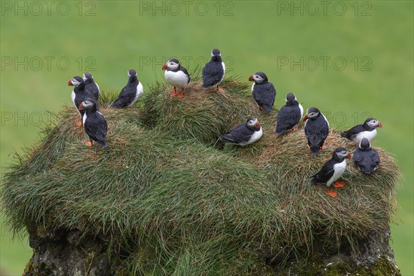 Puffin (Fratercula arctica) sitting on a grassy rock, Heimaey Island, Westman Islands,