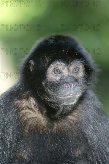 Black Spider Monkey (Ateles paniscus), Black Spider Monkey