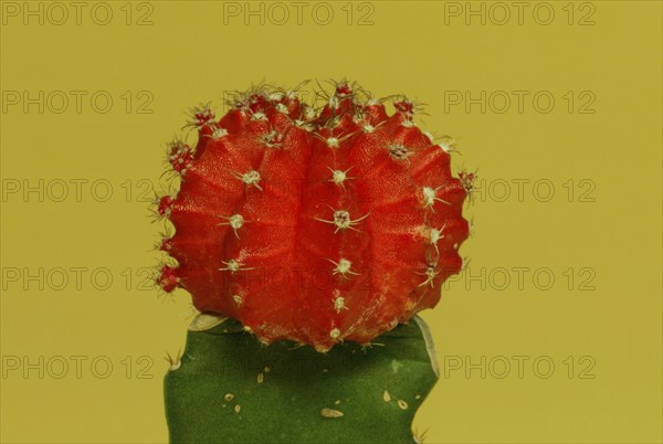 Red Cap (Gymnocalycium optima rubra)