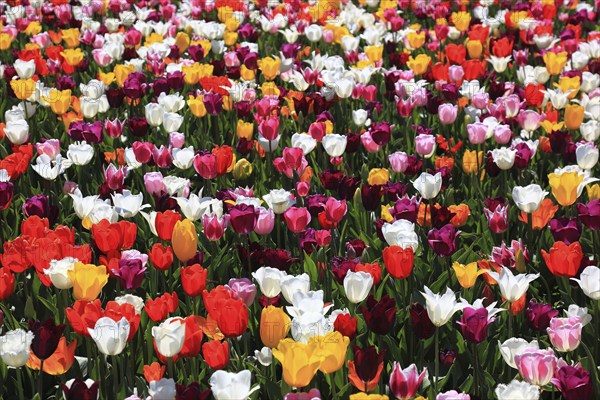 Many colourful tulips in one area