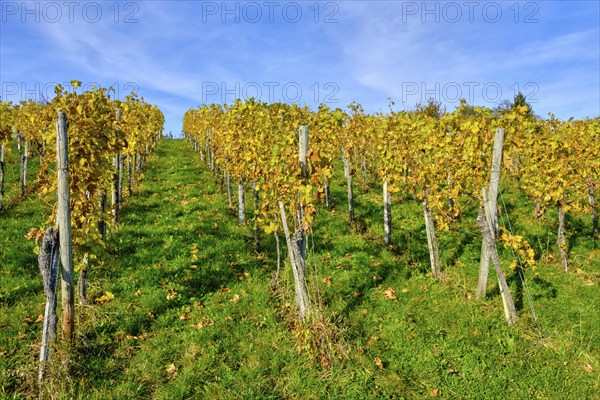 Autumn vineyard landscape on the Swabian Alb in the vineyards of Metzingen, Baden-Württemberg,