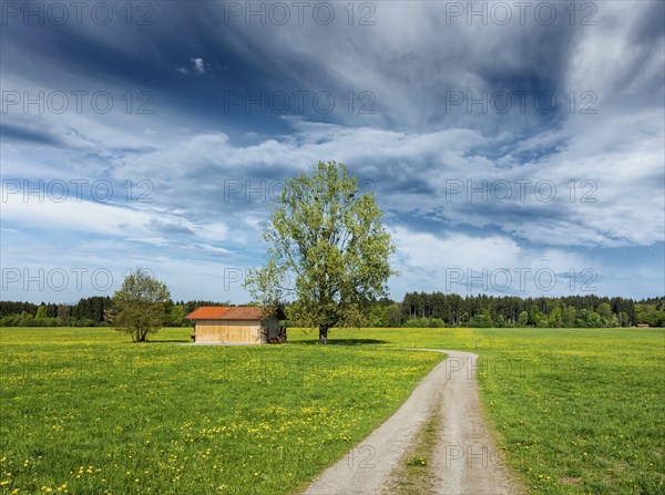Rural road in summer meadow with wooden shed. Bavaria, Germany, Europe