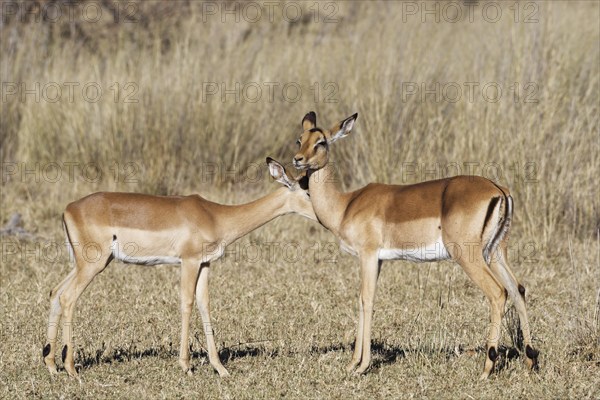 Common impalas (Aepyceros melampus), two females in dry grassland, showing affection, savanna,