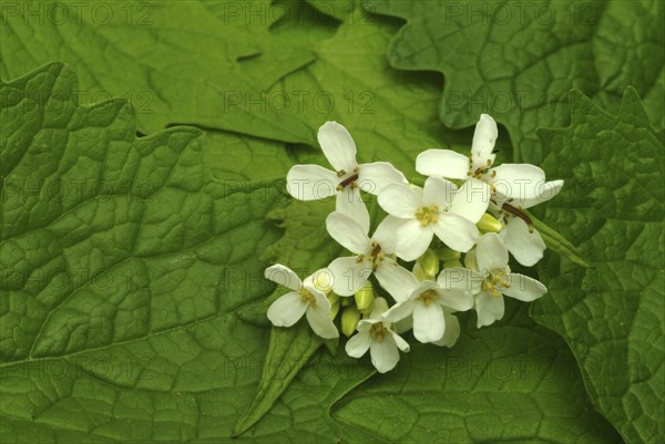 Garlic rue, garlic rue, medicinal plant, seasoning plant, spice, herb, wild plant, medicinal use,