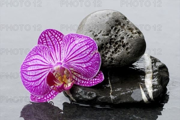 Stone and orchid blossom (Phalaenopsis)