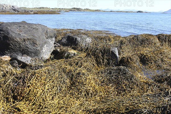 Seaweed (algae) on the shore between stones, Lofoten, Norway, Scandinavia, Europe