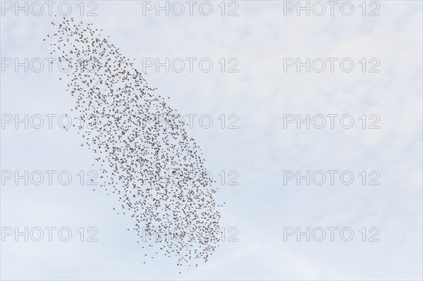 Common (Sturnus vulgaris) starlings fly together, in perfect symbiosis to protect themselves from