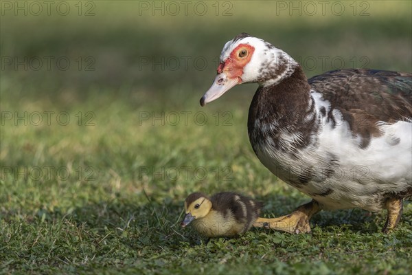 Female Muscovy Duck (Cairina moschata) with her chicks. Bas-Rhin, Collectivite europeenne d'Alsace,