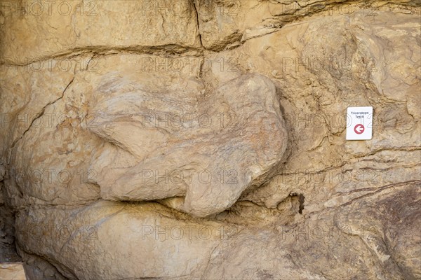 Golden, Colorado, A triceratops footprint along the Triceratops Trail. The trail in suburban Denver