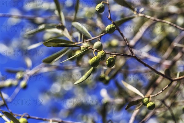 Unripe olives on a branch, olive branch, olive tree (Olea), olive tree, detail, symbolic image