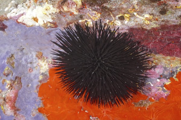 Black sea urchin (Arbacia lixula) in the Mediterranean near Hyères. Dive site Giens Peninsula, Côte
