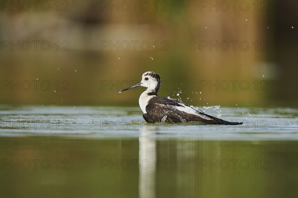 Black-winged stilt (Himantopus himantopus) standing in the water cleaning ists feathers, Camargue,