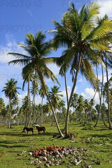 Two horses grazing in a meadow under palm trees next to scattered woods, Limon beach, El Limón, El