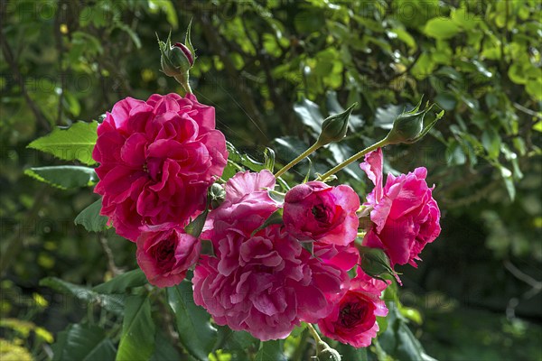 Rose blossoms (Rosa) and buds, Bavaria, Germany, Europe