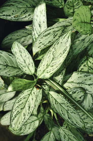 Tropical 'Aglaonema Commutatum Silver Queen' plant with beautiful silver markings on leaves