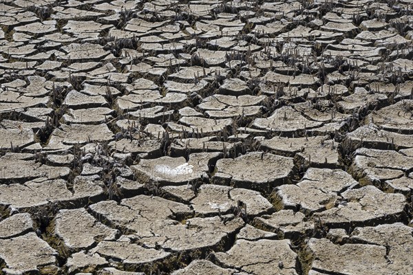 Heavily desiccated soil of Lake Neusiedl, Lake Neusiedl-Seewinkel National Park, Illmitz,
