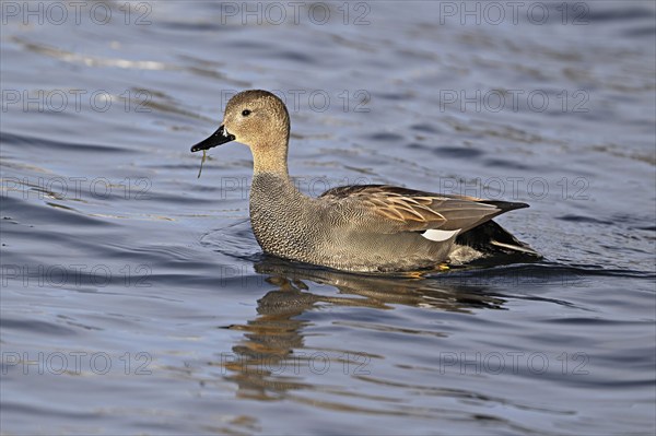Adult gadwall (Mareca strepera), male swimming on Lake Zug, Switzerland, Europe