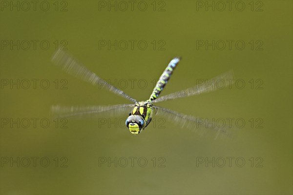 Emperor dragonfly (Anax imperator), in flight, Selger Moor, Canton Zurich, Switzerland, Europe