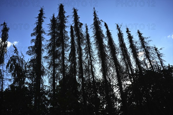 Forest damage in the Sauerland region has caused about 40 % of the spruce population, especially in