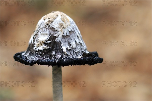Close up of a Schopftintling Shaggy Ink Cap (Coprinus Comatus) mushroom