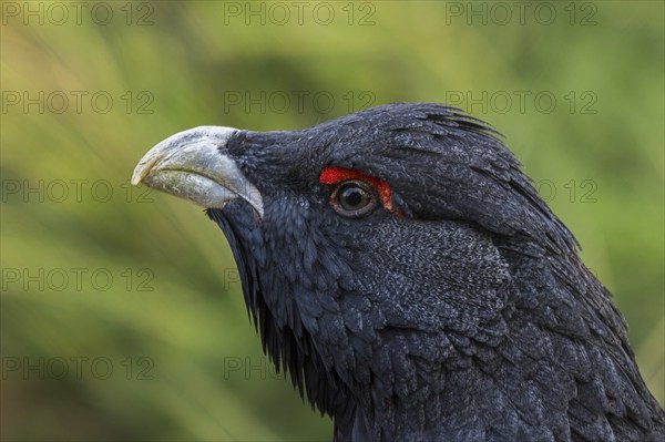 Western capercaillie (Tetrao urogallus), Eurasian capercaillie, wood grouse male, cock, close-up of